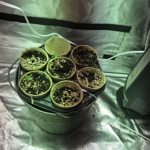 First grow . Week 2