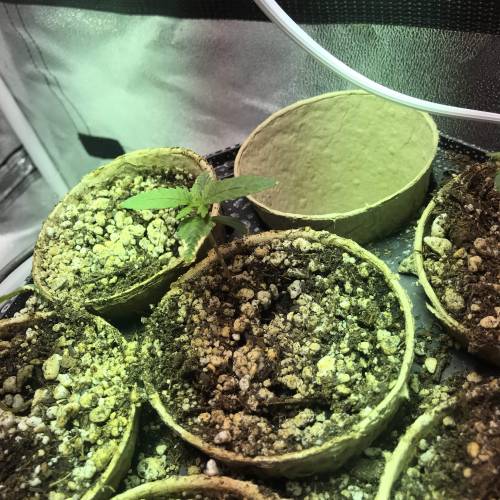 First grow . Week 3