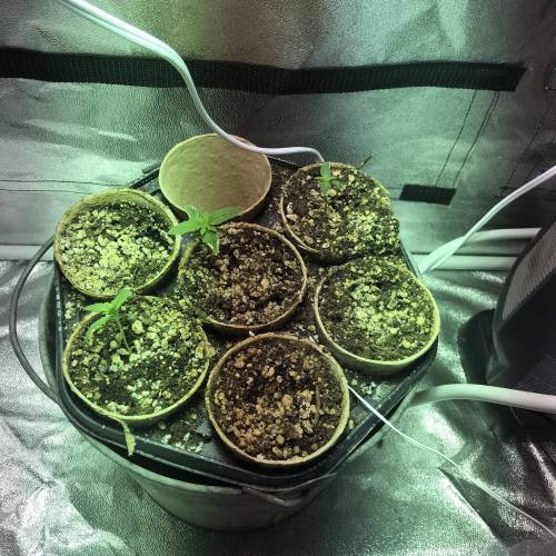 First grow . Week 3