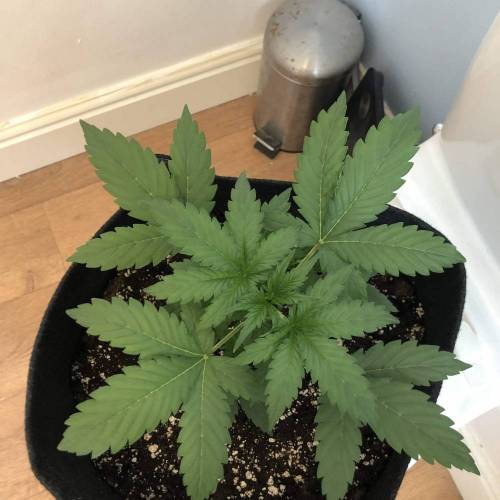 Fast eddy auto. Week 3