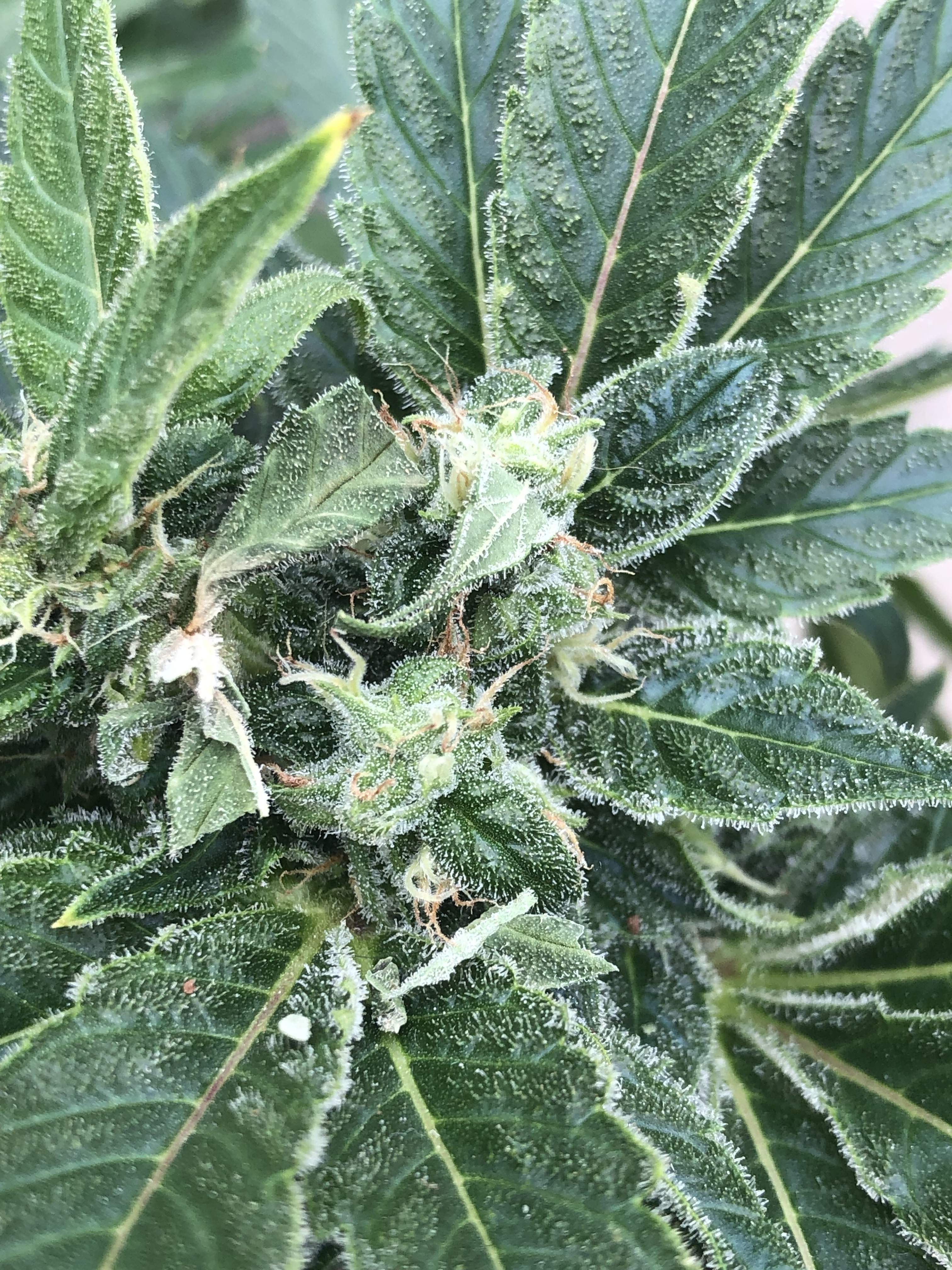 Sweet Seeds Cream Caramel® grow diary (journal) week10 by Tweak