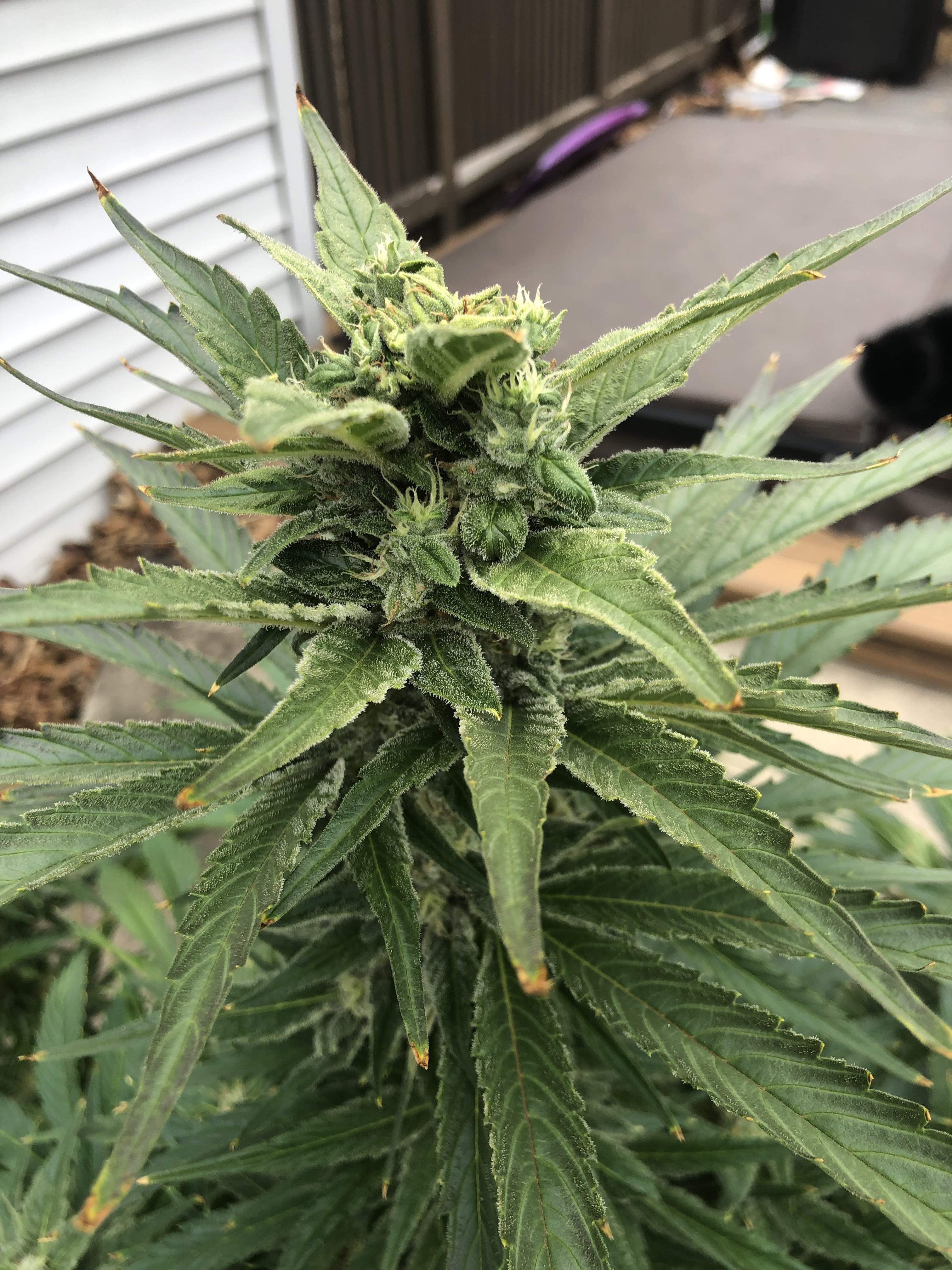 Sweet Seeds Cream Caramel® grow diary (journal) week10 by Tweak