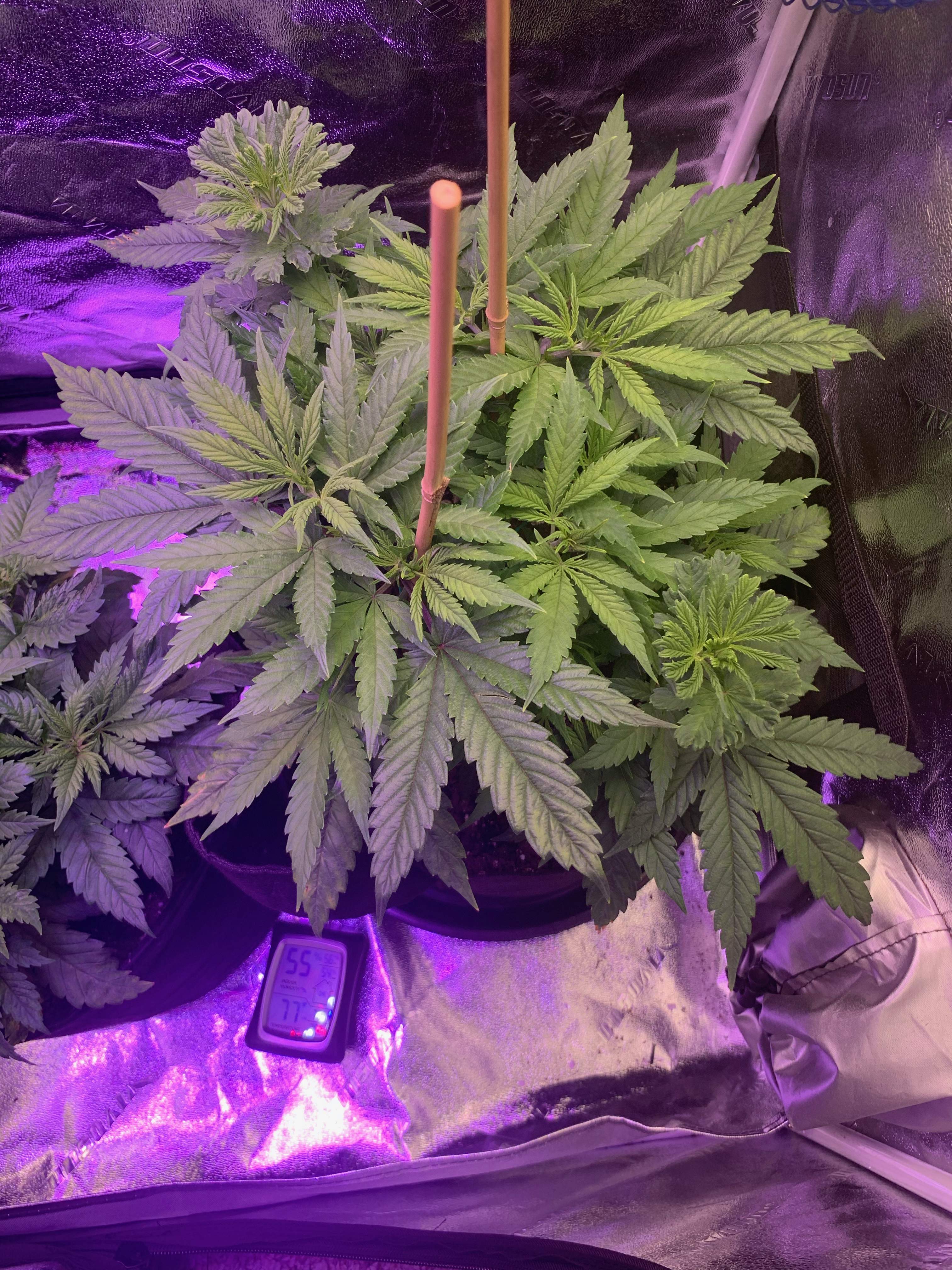 Humboldt Seed Company Caramel Cream, The Cali Connection Tahoe OG Kush