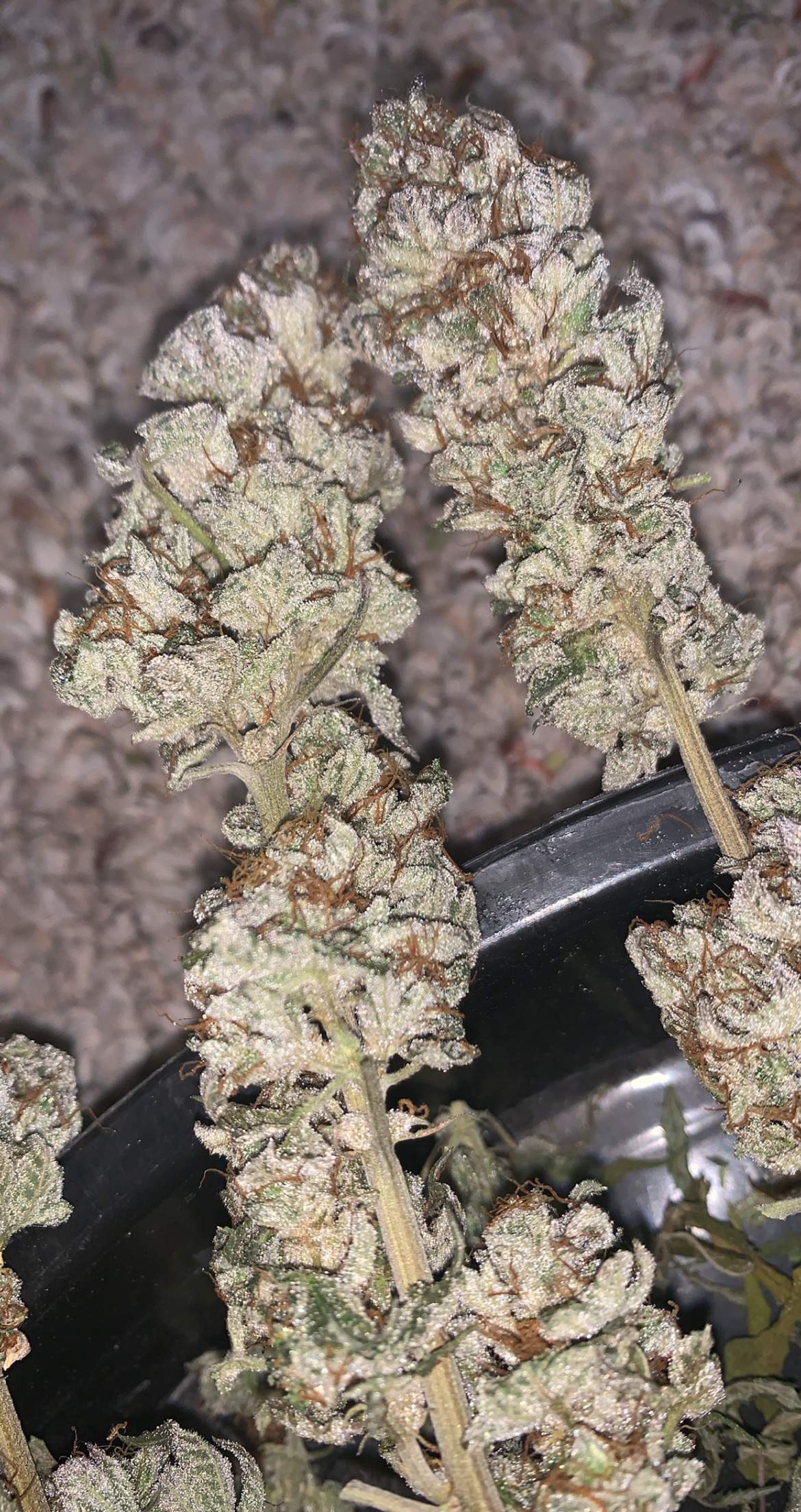 Humboldt Seed Company Caramel Cream, The Cali Connection Tahoe OG Kush