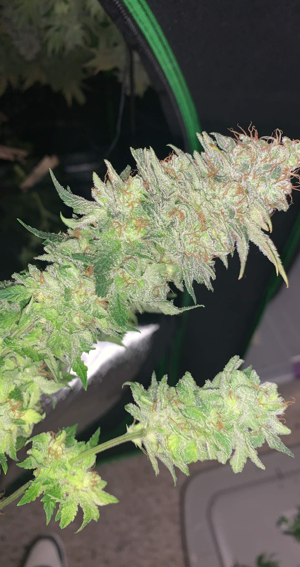 Humboldt Seed Company Caramel Cream, The Cali Connection Tahoe OG Kush