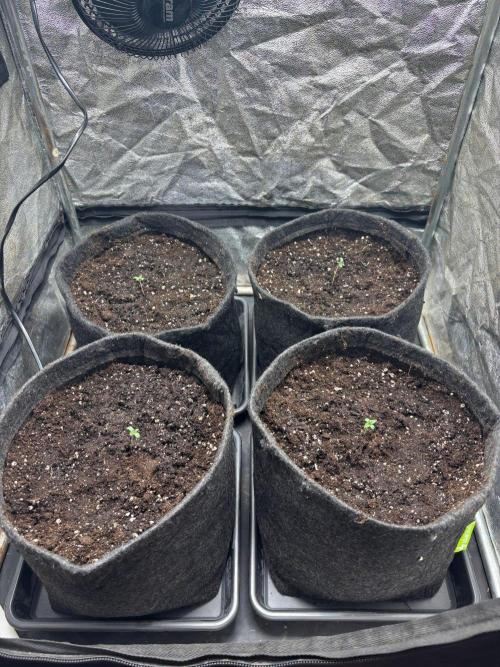 Liberty Haze Indoor. Week 1 - Day 2