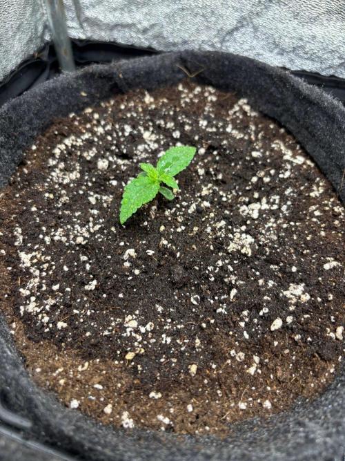Liberty Haze Indoor. Week 1 - Day 6