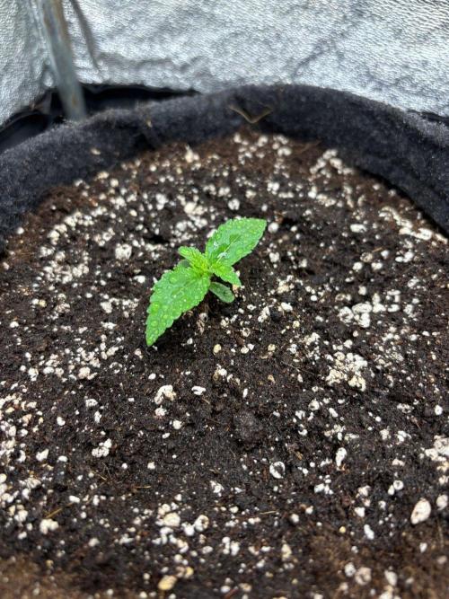 Liberty Haze Indoor. Week 1 - Day 6