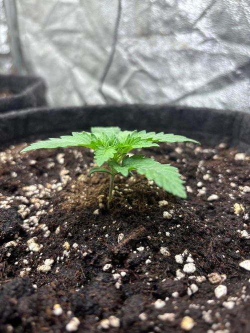 Liberty Haze Indoor. Week 2 - Day 8