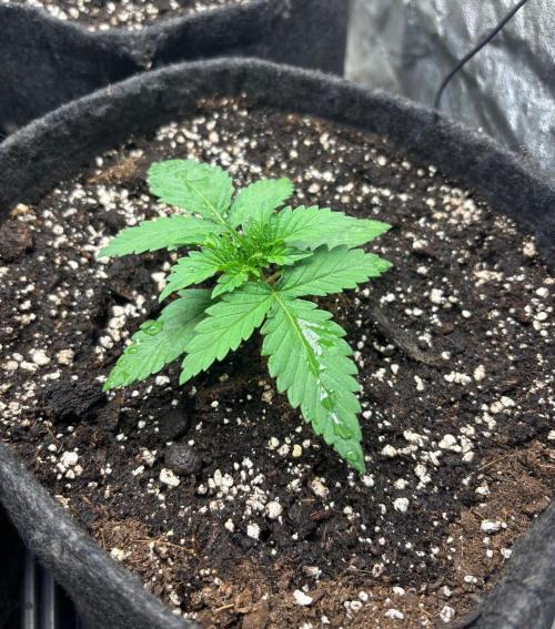 Liberty Haze Indoor. Week 2 - Day 10