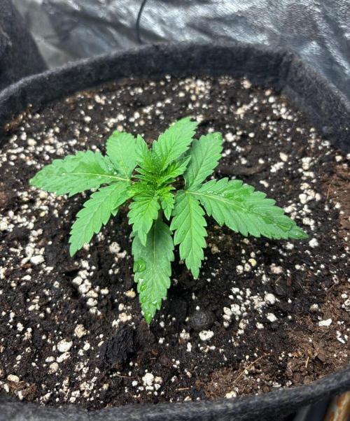 Liberty Haze Indoor. Week 2 - Day 10