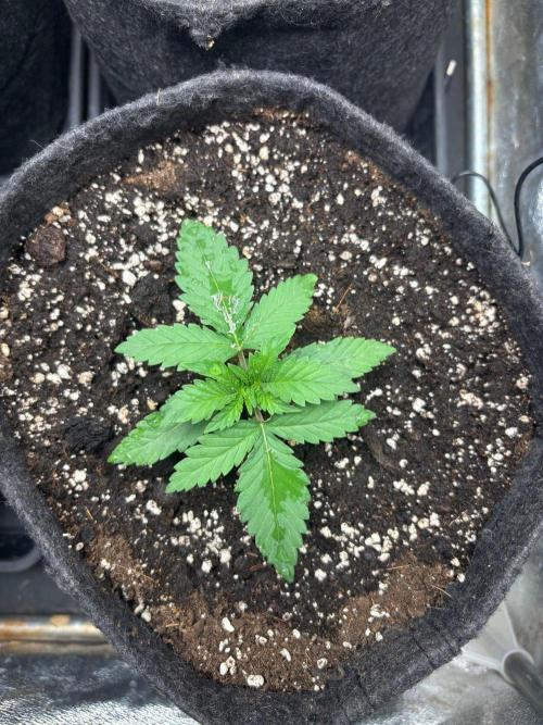 Liberty Haze Indoor. Week 2 - Day 10