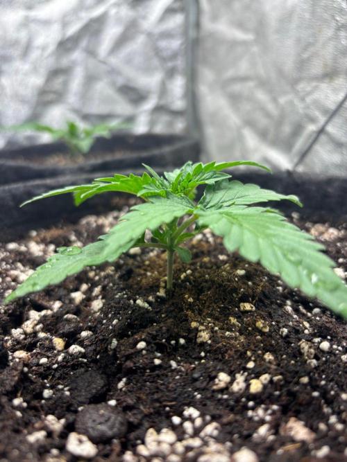 Liberty Haze Indoor. Week 2 - Day 10