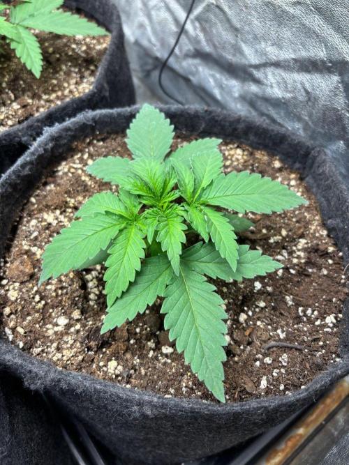 Liberty Haze Indoor. Week 2 - Day 12