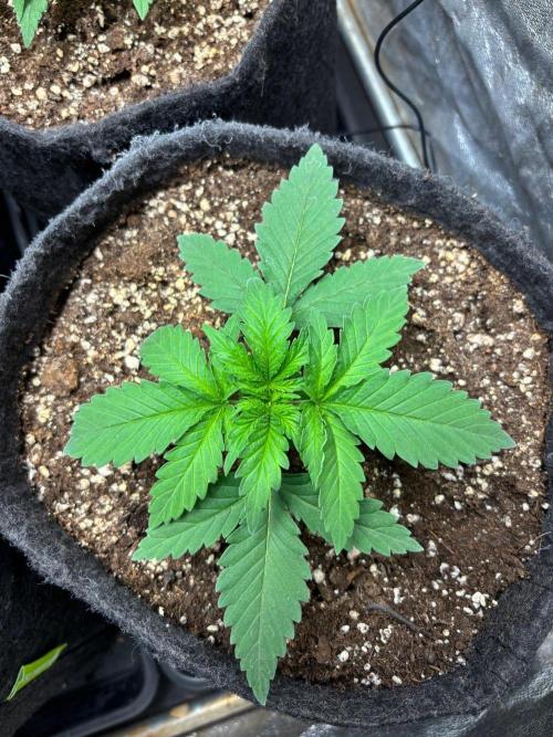 Liberty Haze Indoor. Week 2 - Day 12