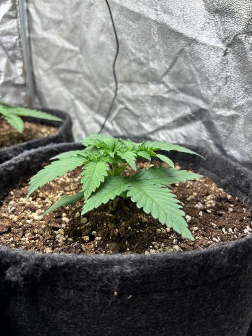 Liberty Haze Indoor. Week 2 - Day 12