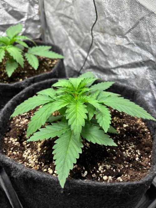 Liberty Haze Indoor. Week 2 - Day 13