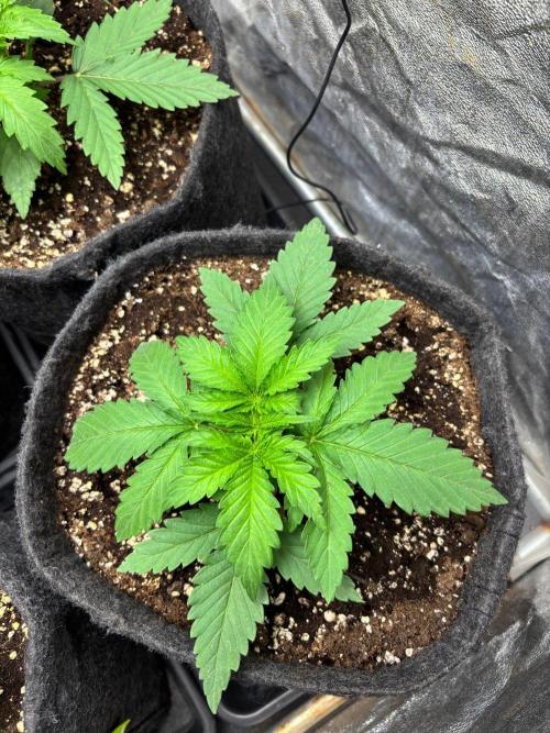 Liberty Haze Indoor. Week 2 - Day 13