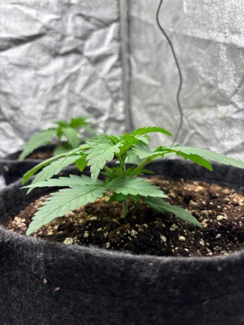 Liberty Haze Indoor. Week 2 - Day 13