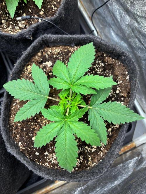 Liberty Haze Indoor. Week 2 - Day 13 - Toping