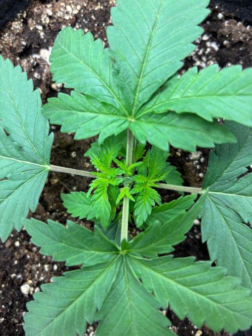 Liberty Haze Indoor. Week 2 - Day 13 - Toping
