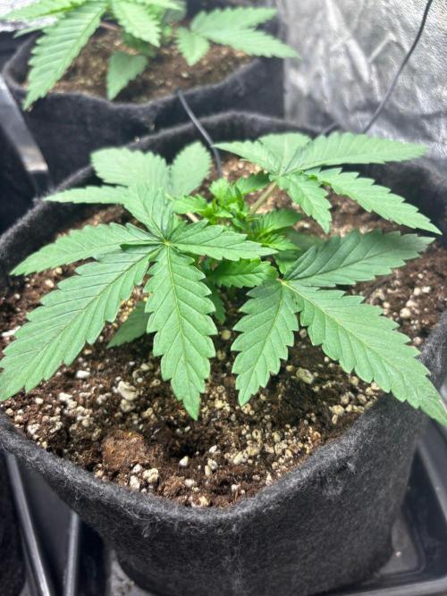 Liberty Haze Indoor. Week 2 - Day 14