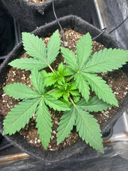 Liberty Haze Indoor. Week 2 - Day 14