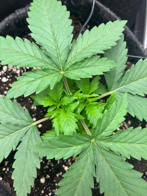 Liberty Haze Indoor. Week 2 - Day 14