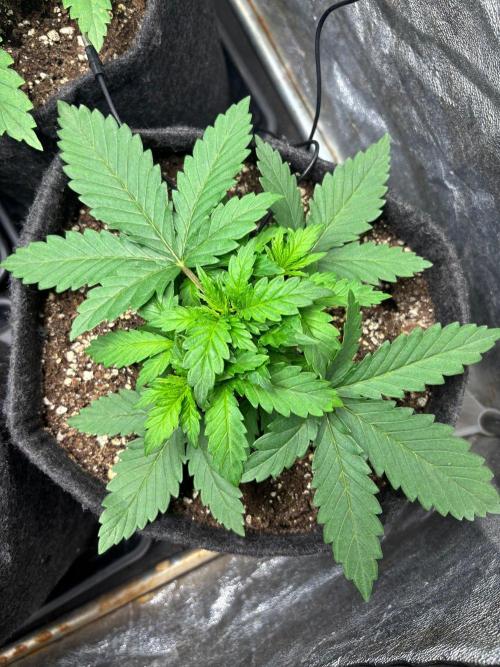 Liberty Haze Indoor. Week 3 - Day 16