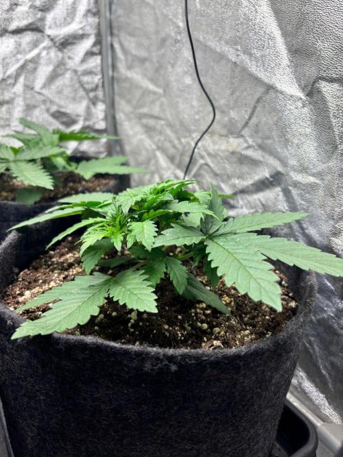 Liberty Haze Indoor. Week 3 - Day 16