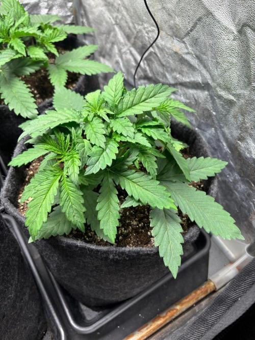 Liberty Haze Indoor. Week 3 - Day 18