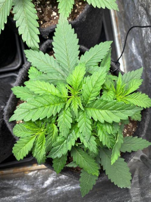 Liberty Haze Indoor. Week 3 - Day 18