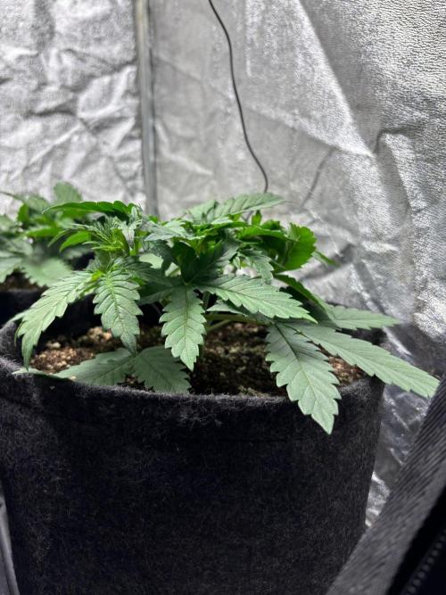 Liberty Haze Indoor. Week 3 - Day 18