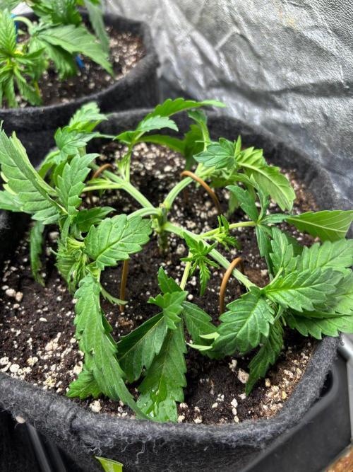 Liberty Haze Indoor. Week 3 - Day 18 - LST & Defoliation