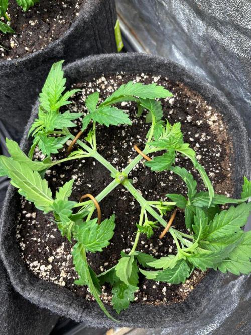 Liberty Haze Indoor. Week 3 - Day 18 - LST & Defoliation