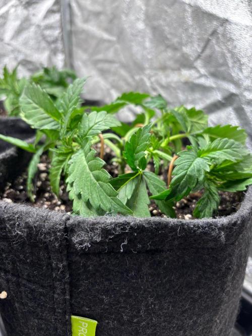 Liberty Haze Indoor. Week 3 - Day 18 - LST & Defoliation