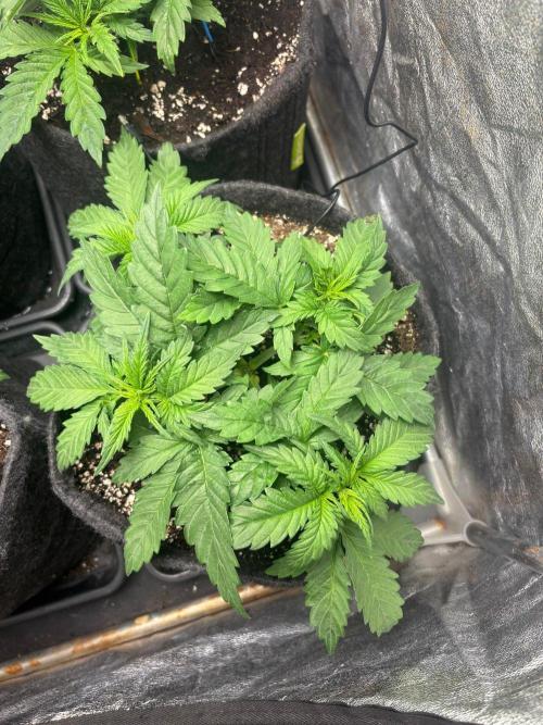 Liberty Haze Indoor. Week 3 - Day 20