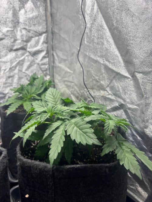 Liberty Haze. Week 3
