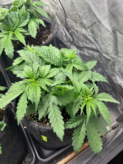 Liberty Haze Indoor. Week 3 - Day 21