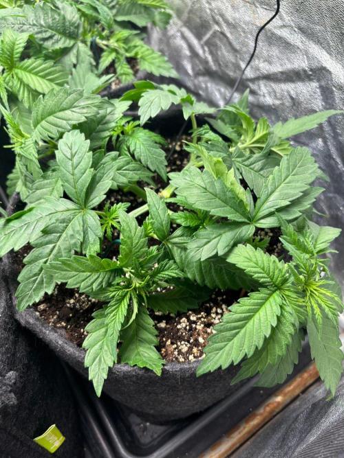 Liberty Haze Indoor. Week 3 - Day 21 - LST & Defoliation