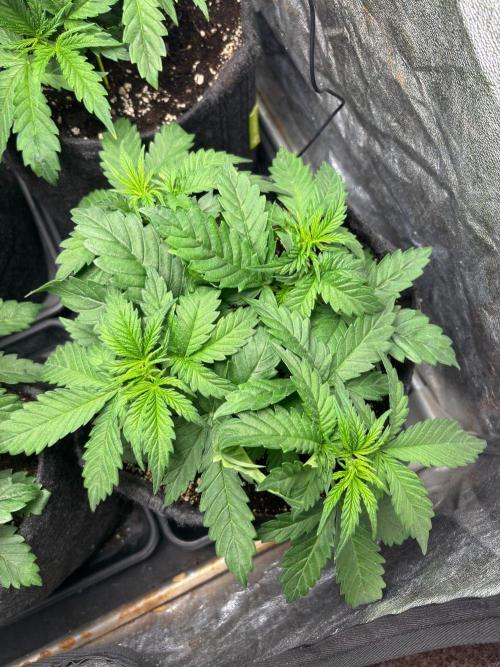 Liberty Haze Indoor. Week 3 - Day 21