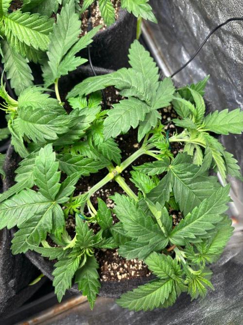 Liberty Haze Indoor. Week 3 - Day 21 - LST & Defoliation