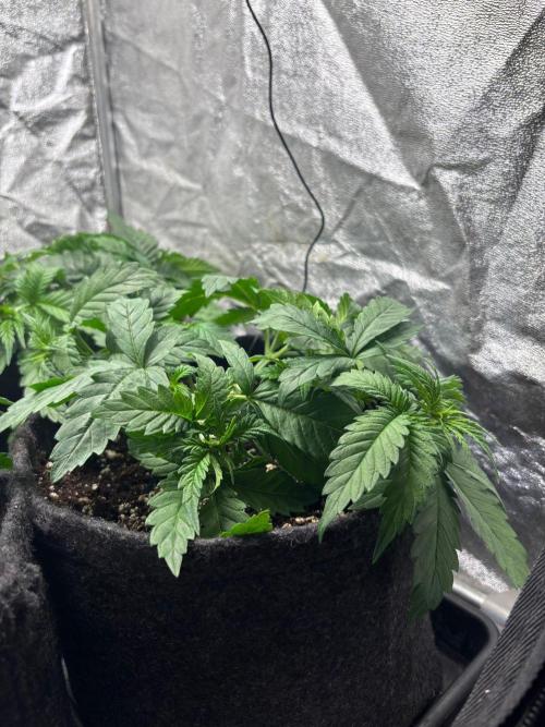 Liberty Haze. Week 3