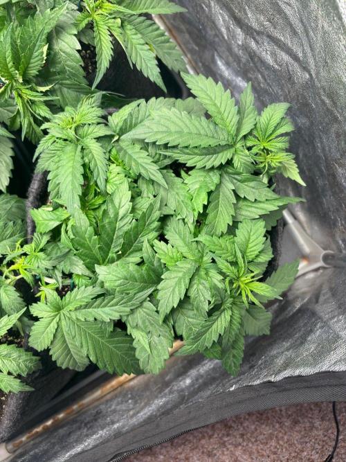 Liberty Haze Indoor. Week 4 - Day 23