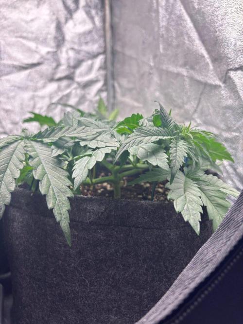 Liberty Haze Indoor. Week 4 - Day 23