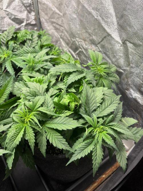 Liberty Haze Indoor. Week 4 - Day 25
Last day of vegetation