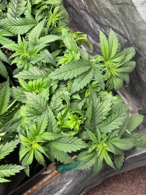 Liberty Haze Indoor. Week 4 - Day 25
Last day of vegetation