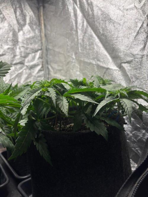 Liberty Haze Indoor. Week 4 - Day 25
Last day of vegetation