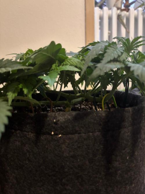 Liberty Haze Indoor. Week 4 - Day 25
Last day of vegetation