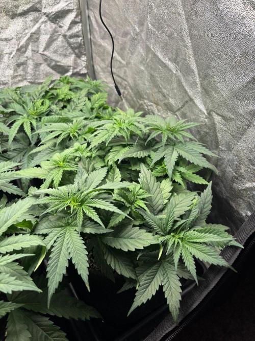 Liberty Haze Indoor. Week 4 - Day 28
Flo: Day 3